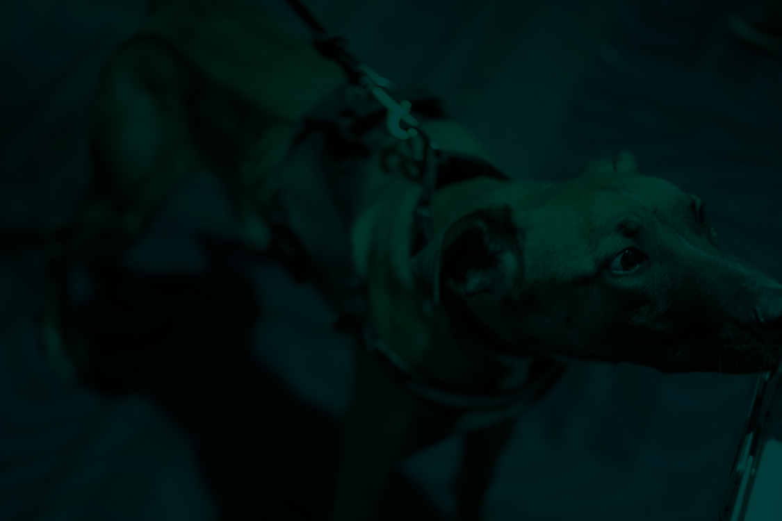 byers k9 explosives detection services
