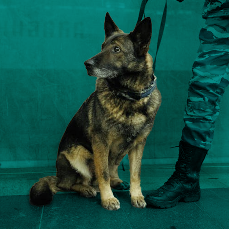 byers k9 security dog