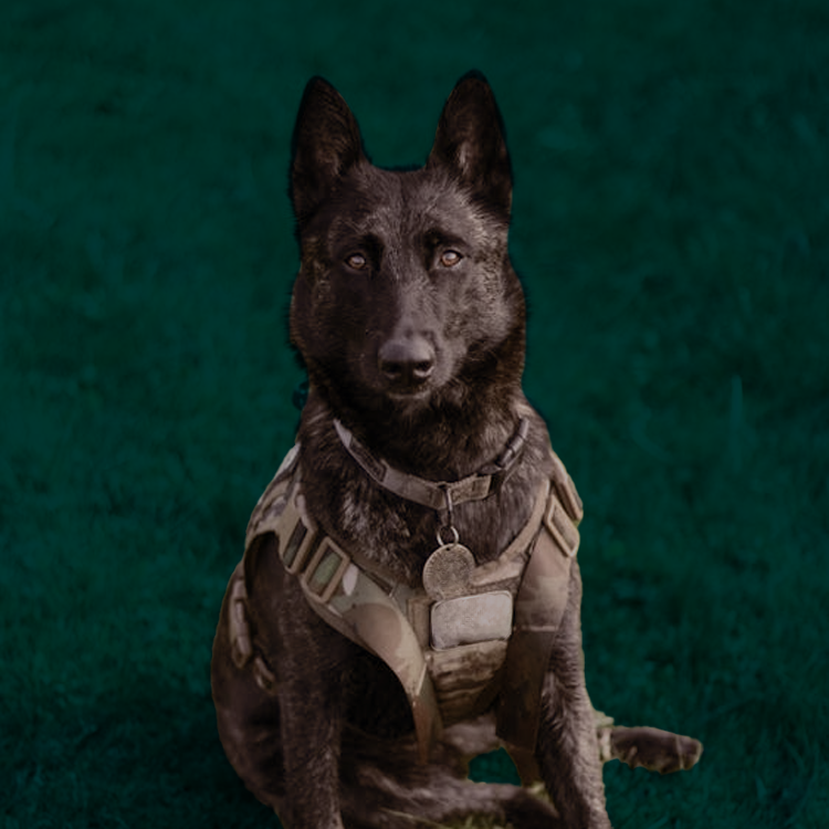 byers k9 bed bug detection unit