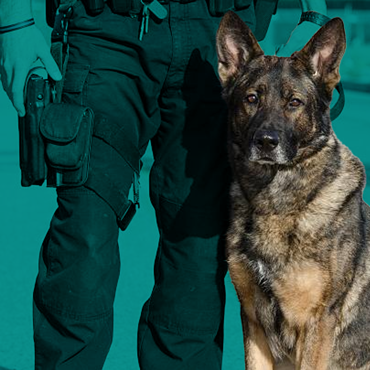 byers k9 bed bug detection unit