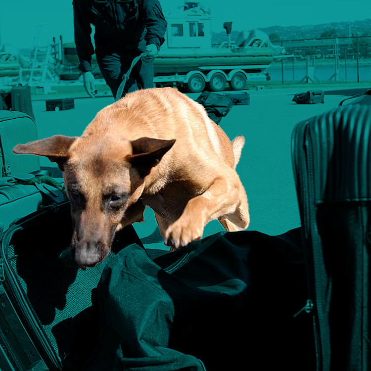 byers k9 bed bug detection detail work