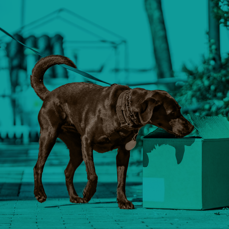 byers k9 bed bug detection services