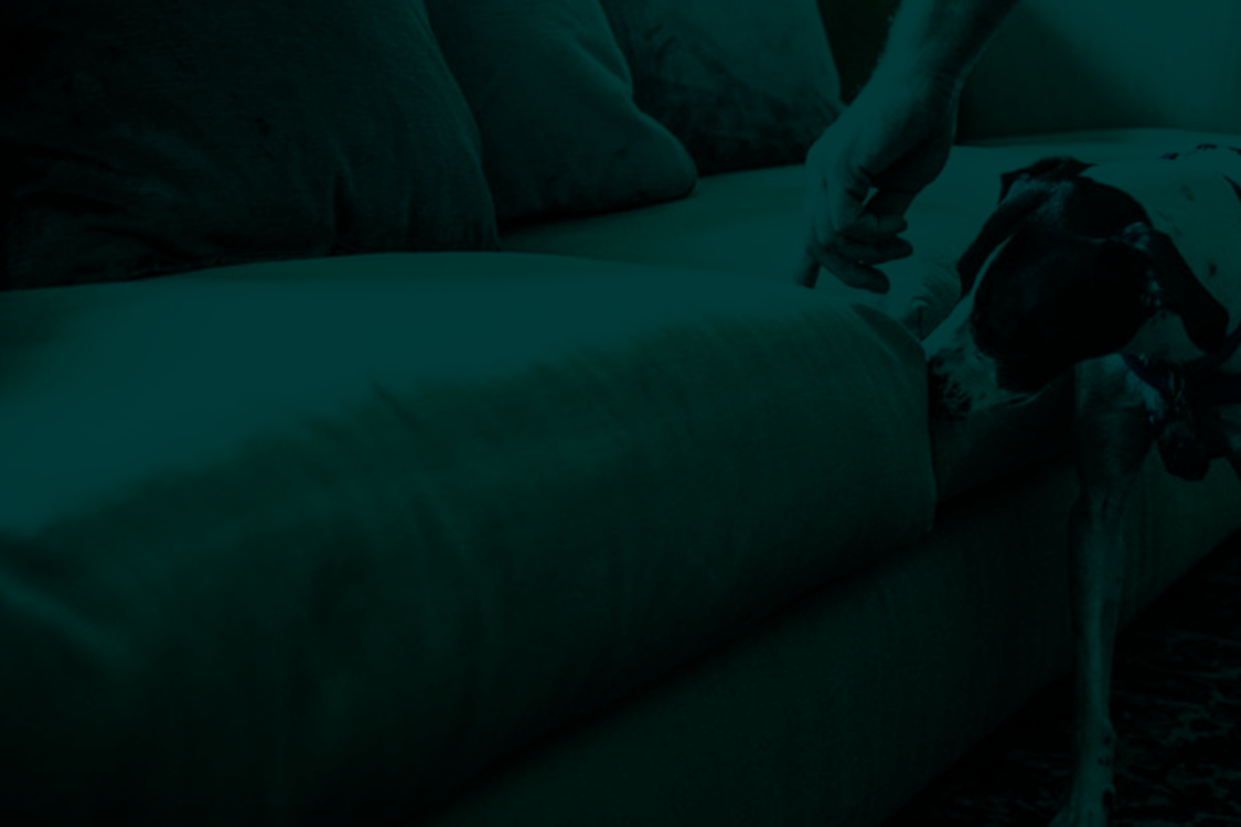 byers k9 bed bug detection detail work