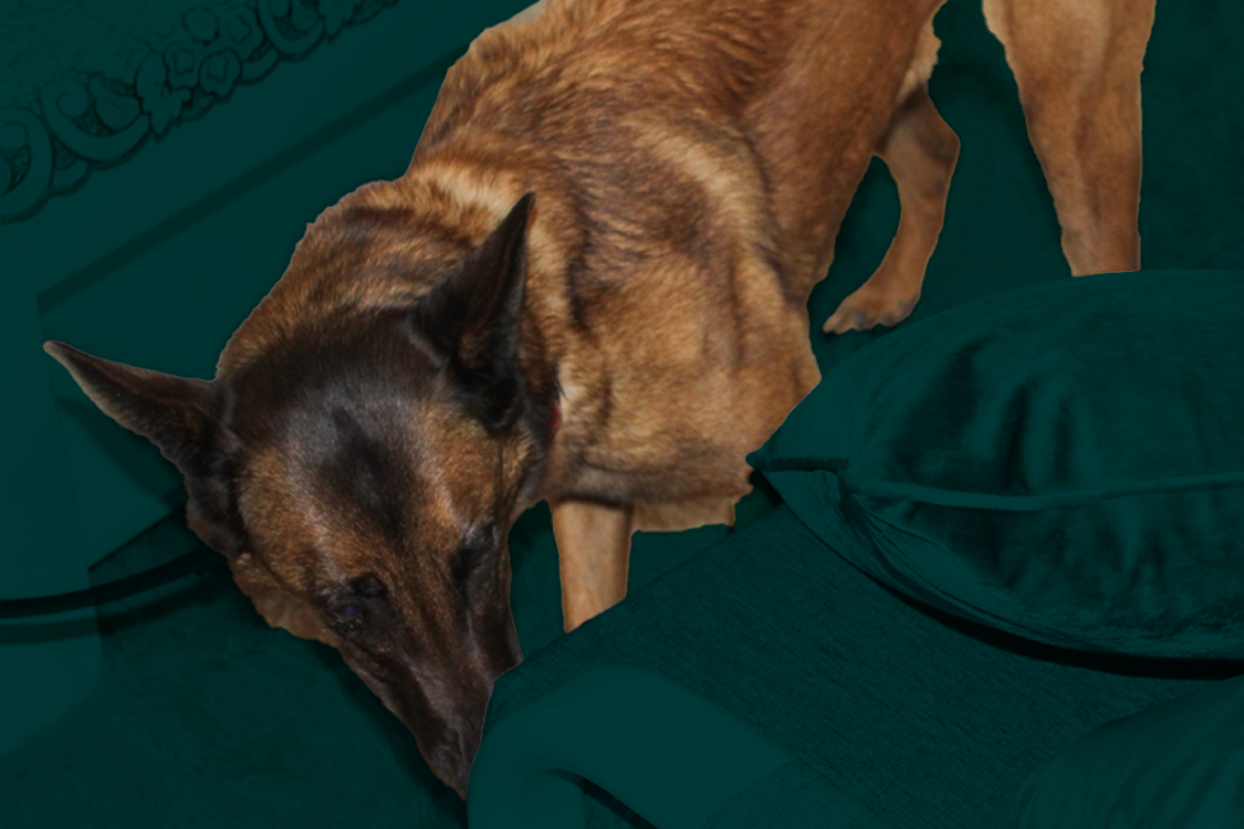 byers k9 bed bug inspection
