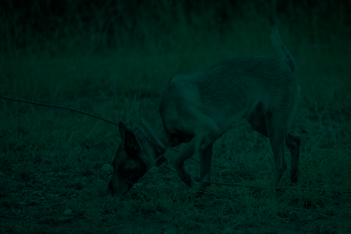 byers k9 explosives training
