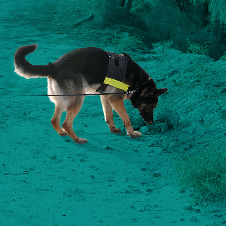 byers k9 explosives detection services