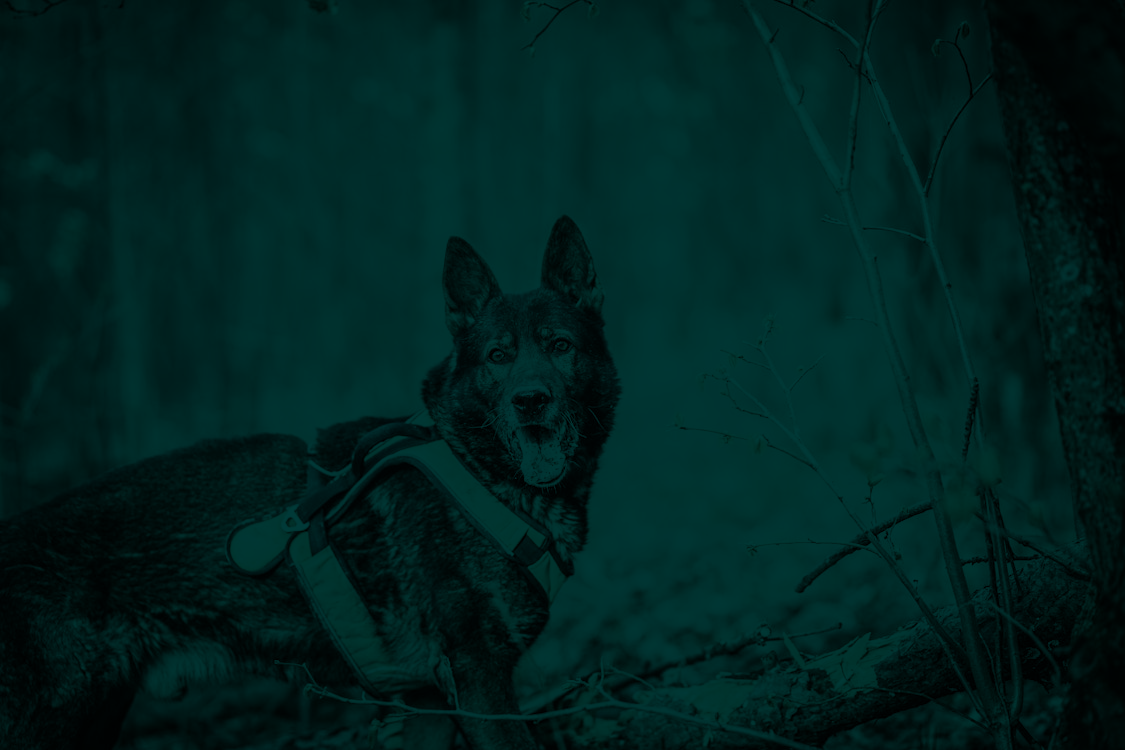 byers k9 firearms detection unit