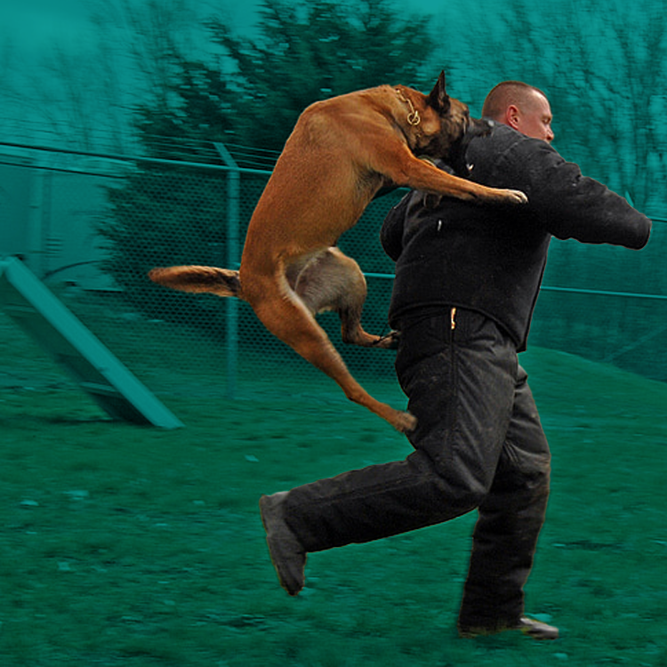 byers k9 firearms detection services