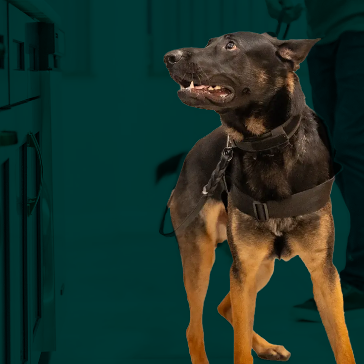 byers k9 explosives detection unit