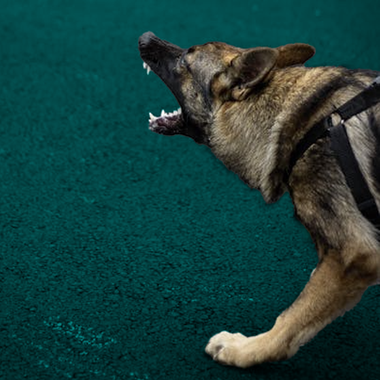 k9 security